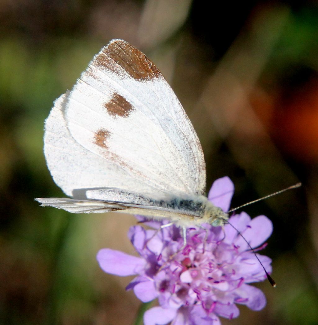 Pieris mannii?  S